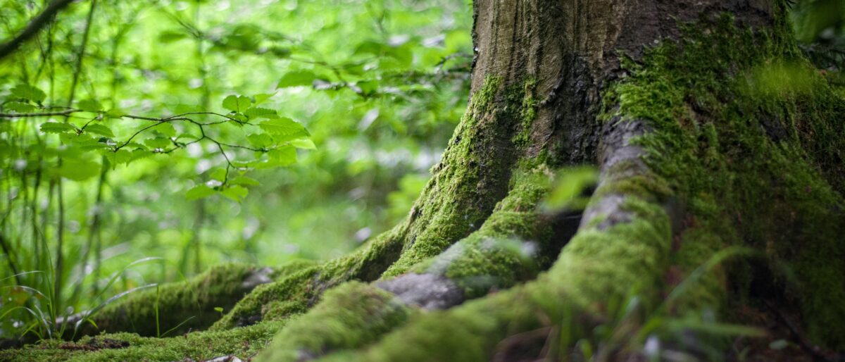 App in die Natur